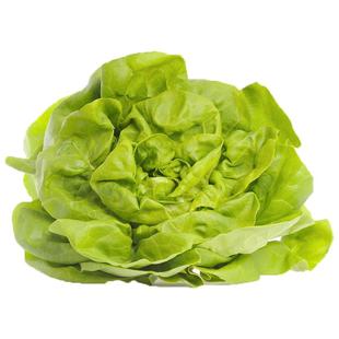 【槿馐】奶油生菜500g 嫩叶波士顿生菜 新鲜蔬菜沙拉食材5件包邮