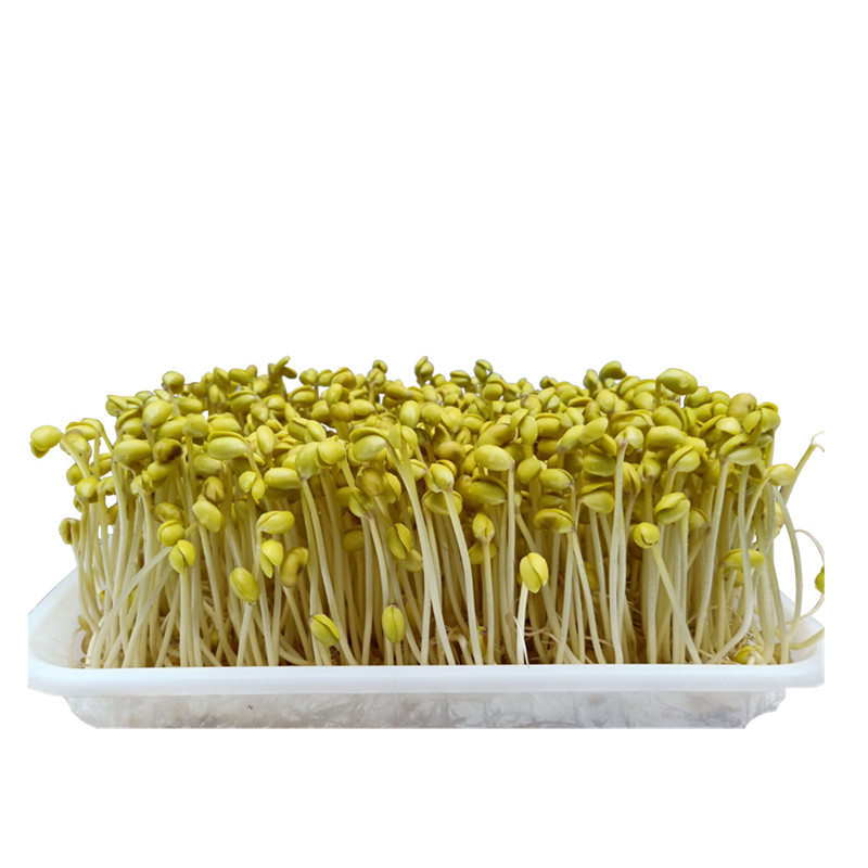 发豆芽黄豆生黄豆芽专用黄豆非转基因农家新豆打豆浆芽苗5斤包邮