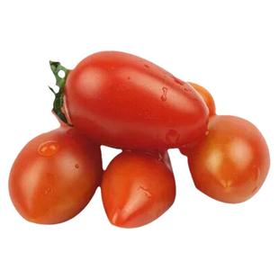 花生柿子番茄种子苗孑小西红柿种籽秧四季圣女果蔬菜果苗蕃茄树