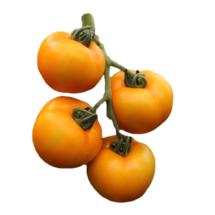 大黄毛粉番茄种子水果西红柿种籽四季春季秋艾比达2号菜蔬菜种孑