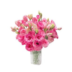 洋桔梗鲜花插花云南昆明直发家庭水养真混色鲜切小花束手捧花百搭