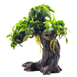 迷你瓦利斯榕水榕树造景树鱼缸造景水草耐阴性水榕类活体植物盆景