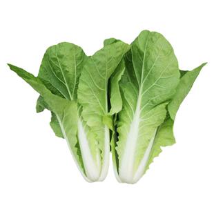 小白菜种子种籽菜籽菜种春天快菜秋后籽种四季种的春季蔬菜青菜孑