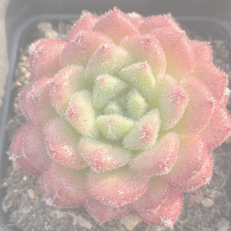 卡罗尔群生多肉植物贵货好养