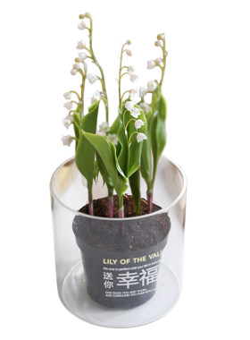 荷兰进口铃兰带芽发货