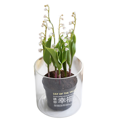 荷兰进口铃兰带芽发货