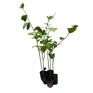 百香果树果苗黄金钦蜜9号大苗广西纯甜九号四季结果好养特大号苗