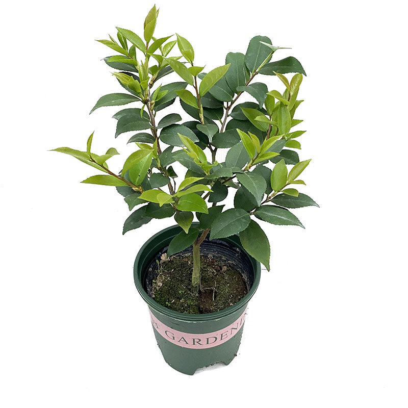 粉色浓香型树苗阳台绿植茶花盆栽