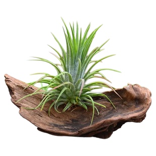 空气凤梨无土植物室内空气凤梨植物 凤梨花摆件盆栽凤梨草绿植花