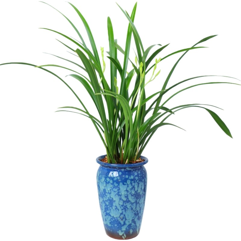兰花盆栽带花苞大苗香兰草直销带土四季浓香名贵建兰花卉植物室内