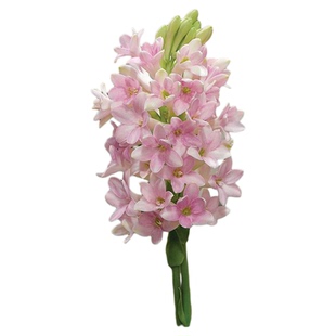 花彩重瓣晚香玉种球阳台盆栽粉色夜来香大球根耐热庭院切花有香味