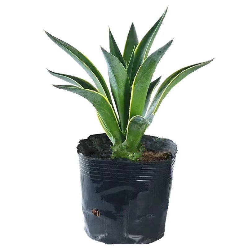 金边龙舌兰盆栽绿植净化空气植物