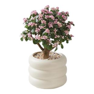 金枝玉叶花开富贵棒棒糖多肉盆栽大老桩绿植室内客厅花卉好养活