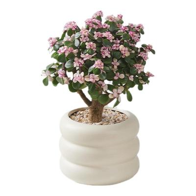 花开富贵金枝玉叶棒棒糖多肉盆栽