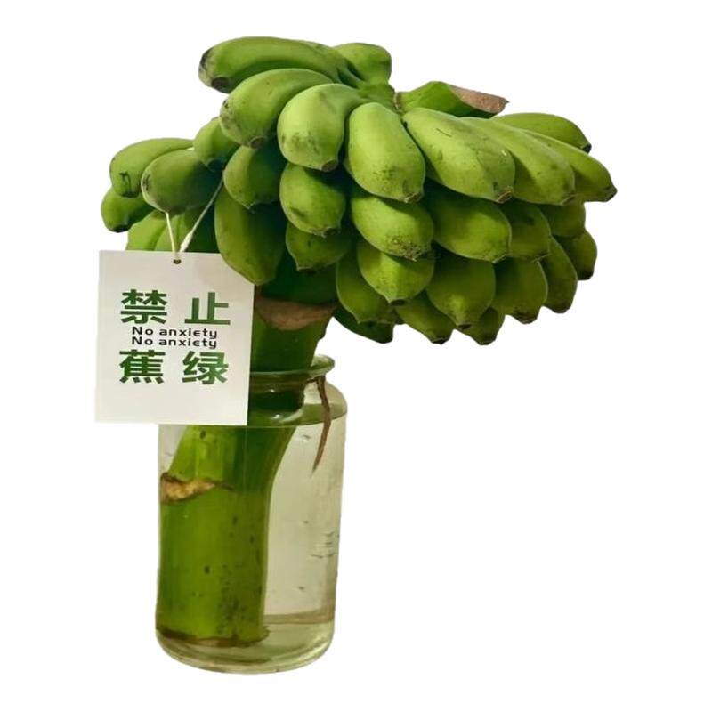整串禁止蕉绿水培香蕉