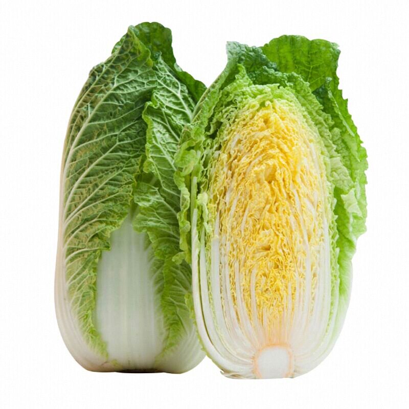耐寒耐热黄心大白菜苗秧种子脆甜带土球娃娃菜抗病高产四季蔬菜苗