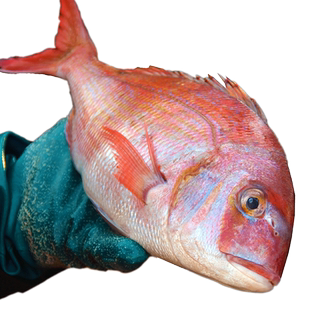 新鲜红加吉鱼红鲷鱼5斤海捕真鲷红鳍红鲷水产海鲜鲜活海鲜