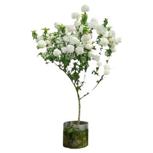 中华木本绣球树苗大花斗球白麻球苗庭院别墅耐寒盆栽风景树绣球花