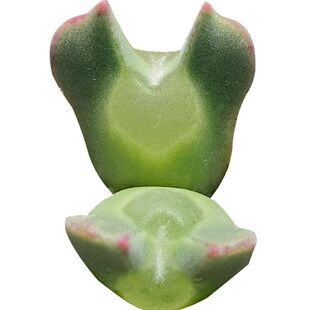 多肉星空花园 多肉植物 番杏科 空蝉大眼睛 矮胖型超美 一物一拍