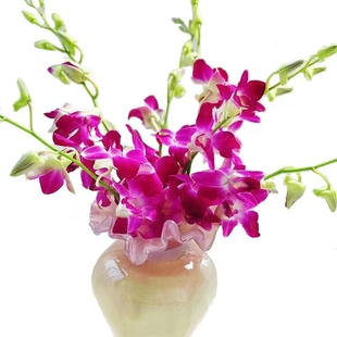 进口洋兰紫色鲜切花鲜花水养水培家用室内寺庙供奉插花云南直发