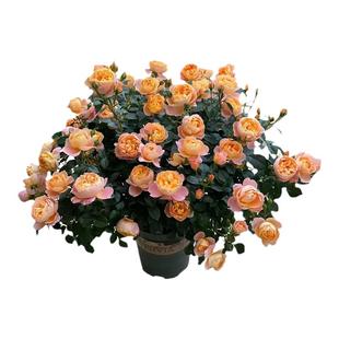 果汁阳台月季盆栽花苗特大花苗四季花卉玫瑰带花苞阳台植物红果汁