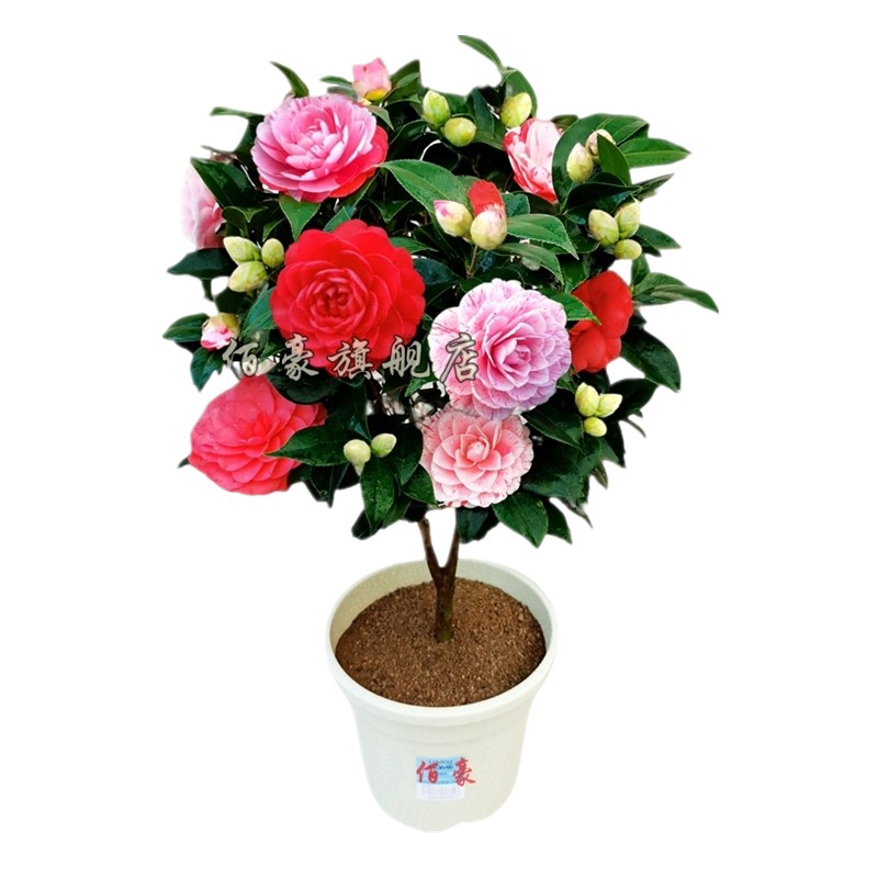 五色赤丹茶花盆栽白底 带花苞室内植物 阳台花卉庭院绿植大棵精选