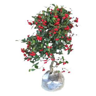 火棘盆景老桩树苗矮大型室内小庭院红果植物树桩满堂红吉祥果盆栽