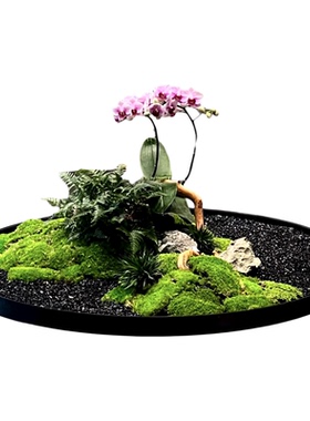酒店大圆桌中间转盘创意绿植景观装饰品餐桌摆花永生苔藓高档桌花