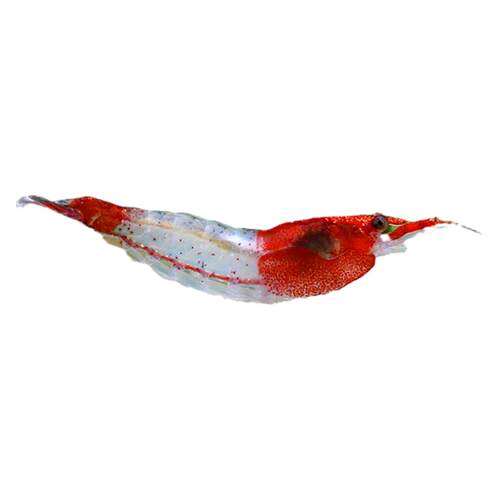 红琉璃虾水草鱼缸水族箱除藻宠物活体热带淡水观赏工具小型米虾
