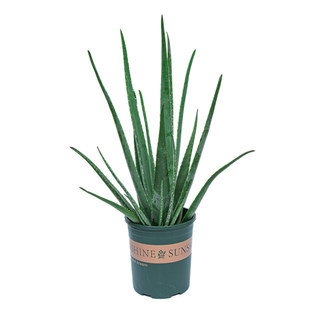 芦荟盆栽美容院专用室内阳台室外四季好养植物花卉绿植超大特大苗