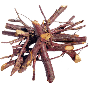 红豆杉树根赤柏松含紫杉醇正宗南方红豆杉果皮叶红豆杉根原料包邮