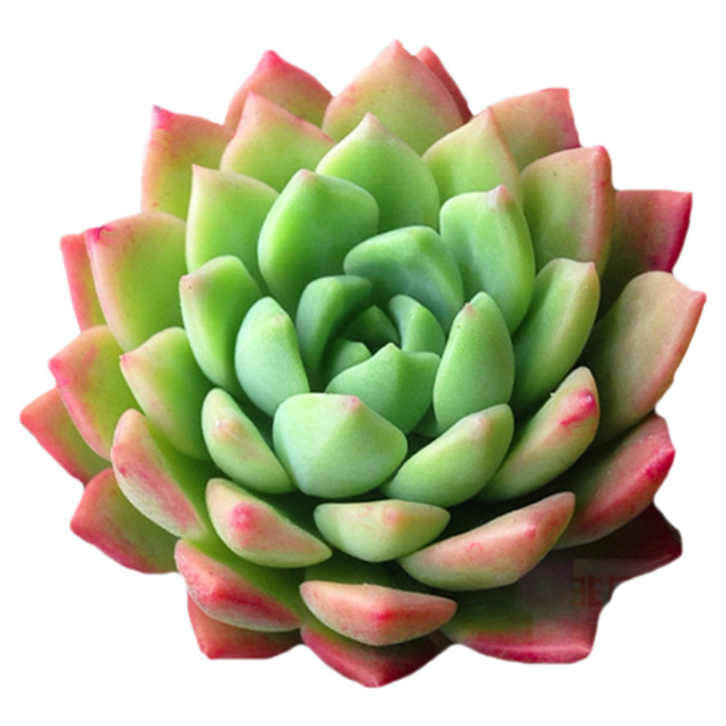 多肉植物组合盆栽绿植花卉含盆带土新手肉肉特价马库斯清仓大颗
