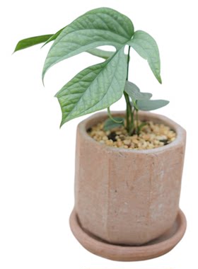 蓝网龟背竹攀缘植物好养净化空气