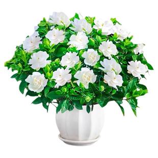 栀子花盆栽带花苞浓香型阳台花卉客厅室内好养植物绿植茉莉花树苗