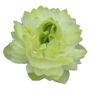 新品种《碧罗裙》微型碗莲种藕姜永慧微莲苑小盆易养禅意荷花根苗