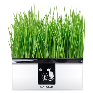 猫草猫薄荷盆栽水培化毛球草种子粒非已种好懒人幼猫零食猫咪用品