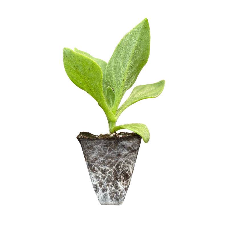 大叶肉厚水晶冰菜苗秧冰菜大苗自带冰晶重复采收四季盆栽阳台庭院