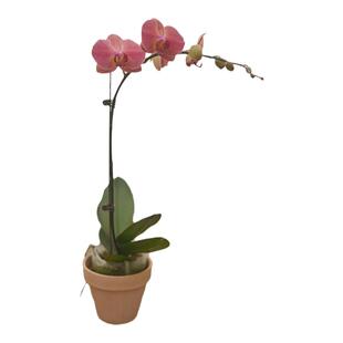 PHYSIS是花蝴蝶呀」直播蝴蝶兰专拍一物一选圣诞节年宵花2/9