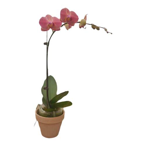 PHYSIS是花蝴蝶呀」直播蝴蝶兰专拍一物一选圣诞节年宵花9.15