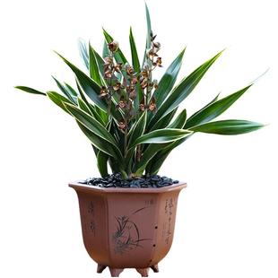 德芳兰业兰花苗墨兰金边望月冠浓香型名贵花卉室内盆栽绿植物盆景