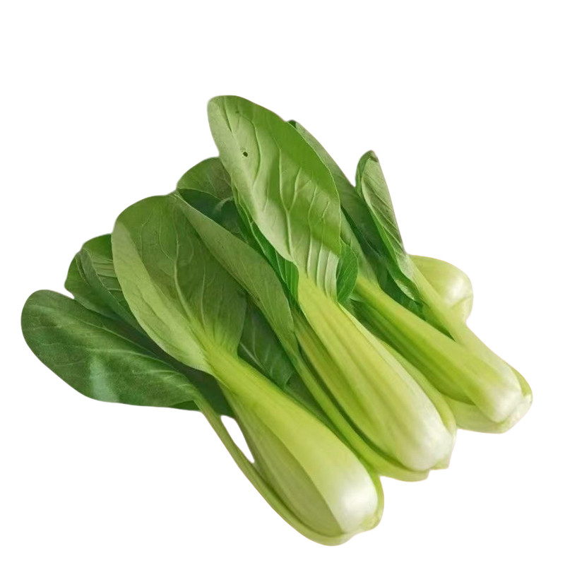 黑叶青梗苏州青菜苗上海青菜秧苗棵棵带土盆栽庭院易栽种四季蔬菜