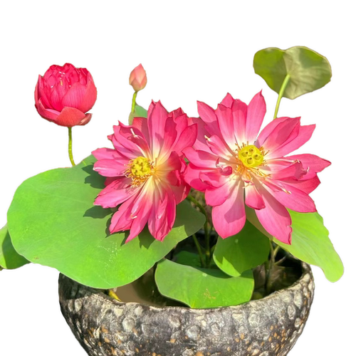碗莲种藕水培植物水养花卉睡莲根块小型荷花盆栽苗种籽子室内四季
