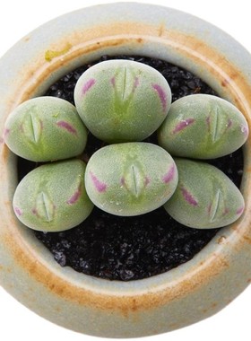 多肉植物肉锥花多肉植物萌PP生