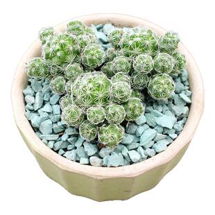 白鸟仙人球 开花群生银手指花卉盆栽桌面绿植 ins迷你造景仙人掌