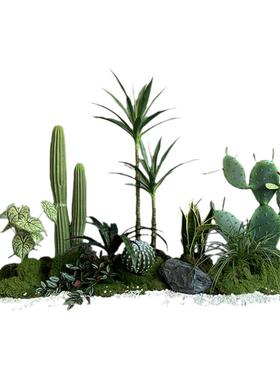 室内景观热带沙漠植物仙人掌造景