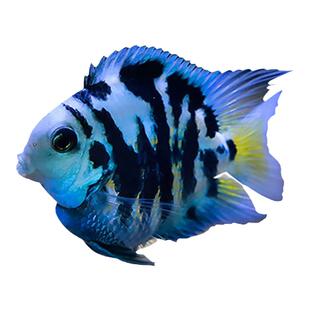 迷你鹦鹉鱼观赏鱼活体小型淡水鱼热带鱼蓝白金可繁殖鱼苗种鱼易活