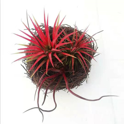 鸟窝套装系列照明沉木空气凤梨