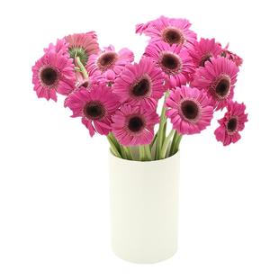 非洲菊鲜切花史努比弗朗太阳花插花鲜花家庭客厅装饰鲜花云南直发