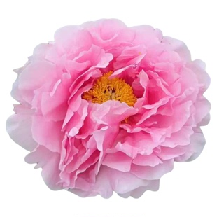 日本进口品种花兢粉红色系牡丹花苗盆栽庭院阳台别墅观赏大花重瓣