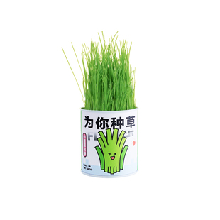 光合作用植物罐头驱蚊草向日葵含羞草桌面盆栽创意种植好养送礼